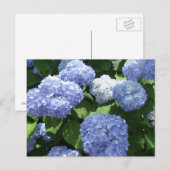 Carte Postale Beau Jardin, Fleurs d'Hydrangea Photo (Devant / Derrière)