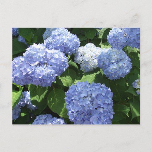 Carte Postale Beau Jardin, Fleurs d'Hydrangea Photo (Devant)