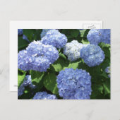 Carte Postale Beau Jardin, Hydrangea Fleurs Photo (Devant / Derrière)