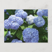Carte Postale Beau Jardin, Hydrangea Fleurs Photo (Devant)