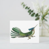 Carte Postale Beau joli oiseau de paradis (Debout devant)