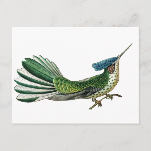 Carte Postale Beau joli oiseau de paradis (Devant)