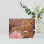 Carte Postale Beau Kitten Shorthair britannique (Debout devant)