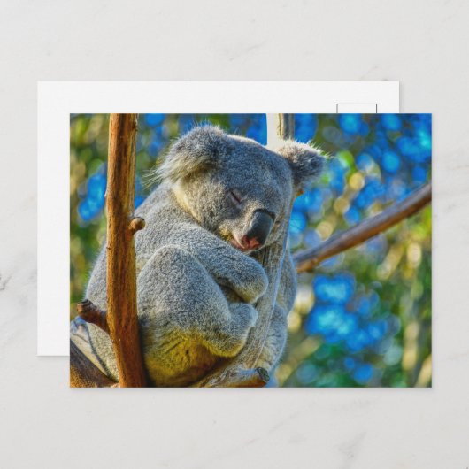 Carte Postale Beau koala (Devant / Derrière)