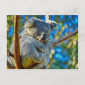 Carte Postale Beau koala (Devant)