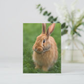 Carte Postale Beau lapin (Debout devant)