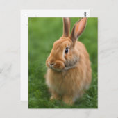 Carte Postale Beau lapin (Devant / Derrière)