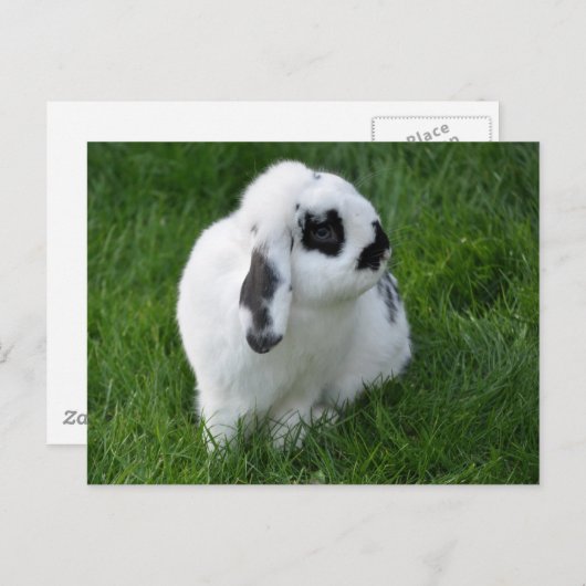 Carte Postale Beau lapin sur herbe (Devant / Derrière)