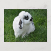 Carte Postale Beau lapin sur herbe (Devant)