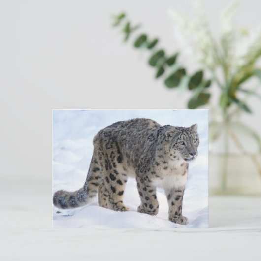 Carte Postale Beau léopard des neiges (Debout devant)
