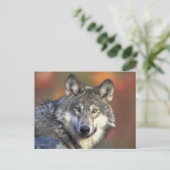 Carte Postale Beau loup (Debout devant)