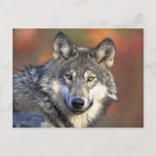 Carte Postale Beau loup