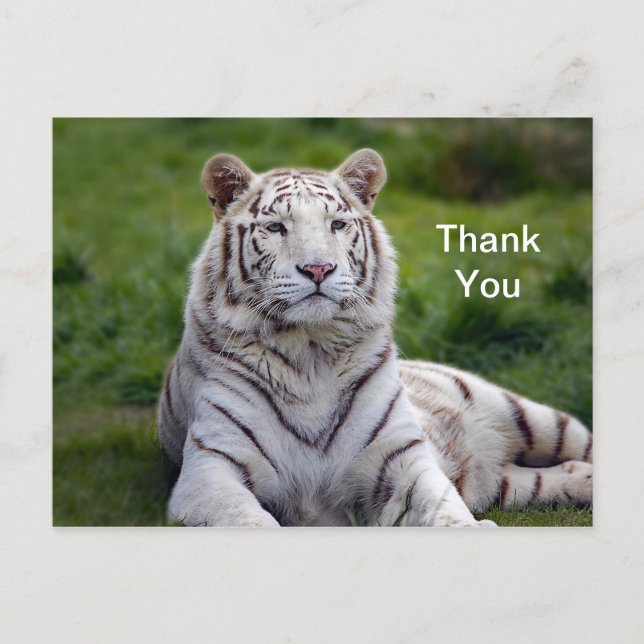 Carte Postale Beau Merci photo de tigre blanc (Devant)