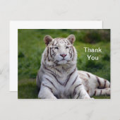 Carte Postale Beau Merci photo de tigre blanc (Devant / Derrière)