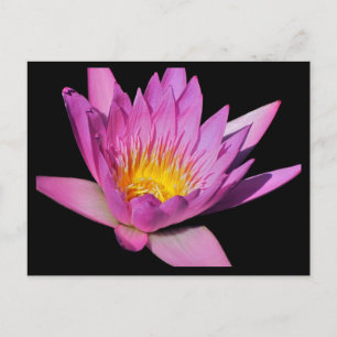 Carte Postale Beau nénuphar mauve #200Nw 200