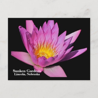 Carte Postale Beau nénuphar mauve #800Nw 800