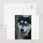 Carte Postale Beau Oeil Bleu Sibérien Husky (Devant / Derrière)
