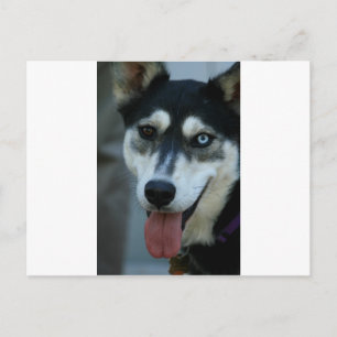 Carte Postale Beau Oeil Bleu Sibérien Husky