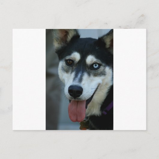 Carte Postale Beau Oeil Bleu Sibérien Husky (Devant)