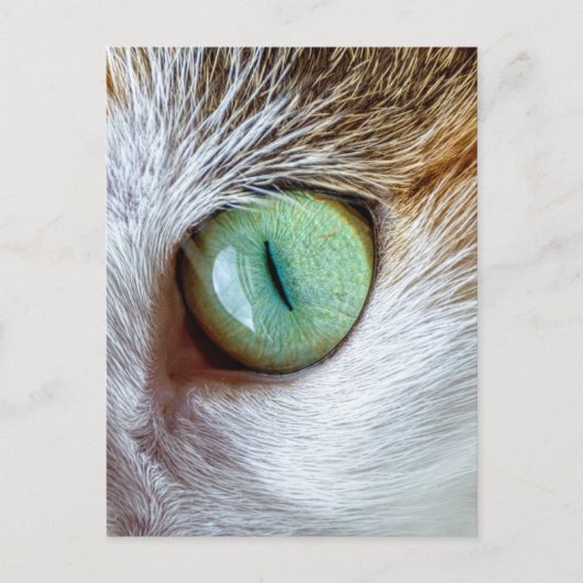 Carte Postale Beau oeil de chat vert (Devant)