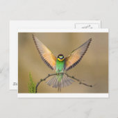 Carte Postale Beau Oiseau (Devant / Derrière)