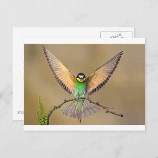 Carte Postale Beau Oiseau (Devant / Derrière)