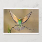 Carte Postale Beau Oiseau (Devant)