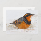 Carte Postale Beau oiseau-chanteur à grive variée en neige tomba (Devant / Derrière)