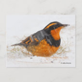 Carte Postale Beau oiseau-chanteur à grive variée en neige tomba (Devant)