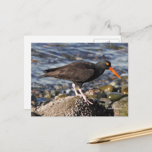Carte Postale Beau Oiseau d'Oystercatcher noir à la plage (Devant/Arrière en situation)