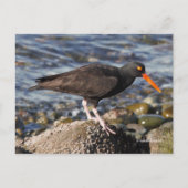 Carte Postale Beau Oiseau d'Oystercatcher noir à la plage (Devant)