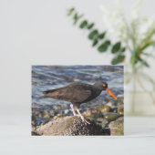 Carte Postale Beau Oiseau d'Oystercatcher noir à la plage (Debout devant)