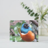 Carte Postale Beau Oiseau Exotique Perché (Debout devant)