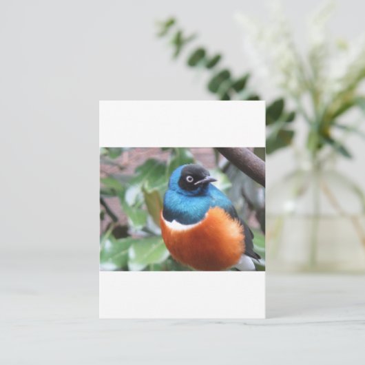 Carte Postale Beau Oiseau Exotique Perché (Debout devant)