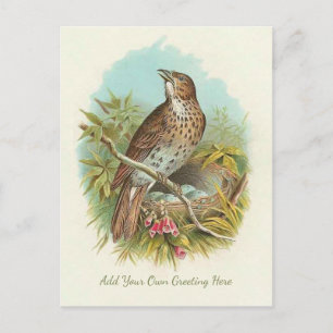 Carte Postale Beau Oiseau Vintage Ajouter Votre Propre Voeux