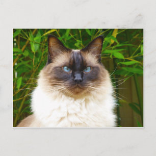 Carte Postale Beau Oscar