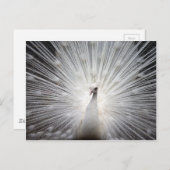 Carte Postale Beau paon blanc (Devant / Derrière)