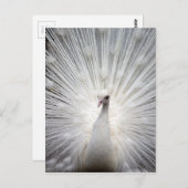 Carte Postale Beau paon blanc (Devant / Derrière)