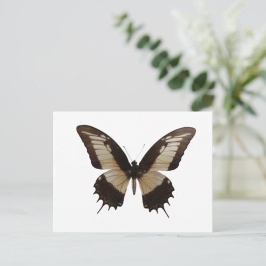 Carte Postale Beau Papillon (Debout devant)