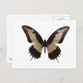 Carte Postale Beau Papillon (Devant / Derrière)