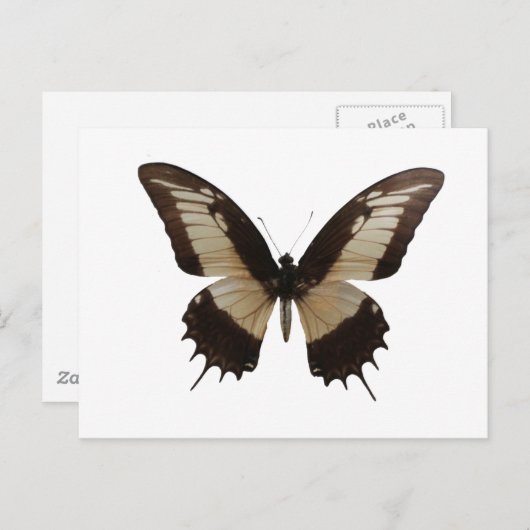 Carte Postale Beau Papillon (Devant / Derrière)