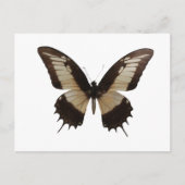 Carte Postale Beau Papillon (Devant)