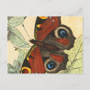 Carte Postale Beau Papillon