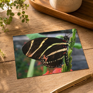 Carte Postale Beau Papillon