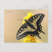 Carte Postale Beau papillon anis Swallowtail au soleil (Devant)