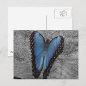 Carte Postale Beau Papillon Bleu (Devant / Derrière)