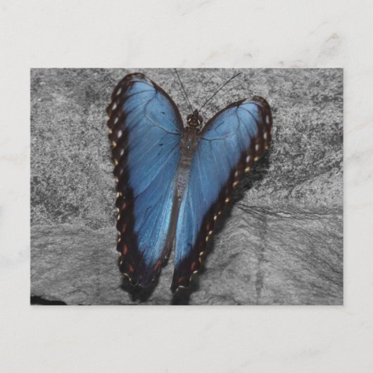 Carte Postale Beau Papillon Bleu (Devant)
