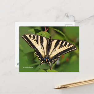Carte Postale Beau papillon de l'Ouest de Tigre Swallowtail