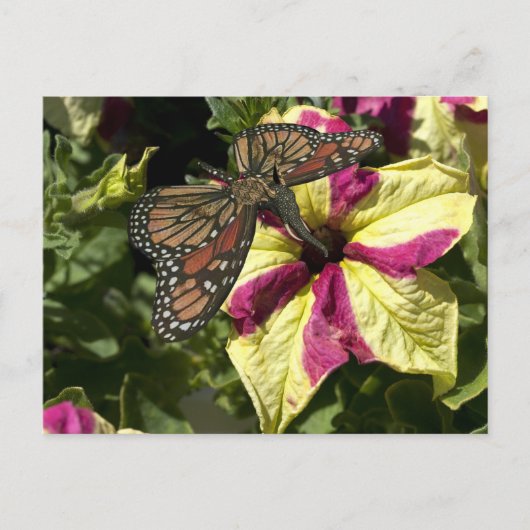 Carte Postale Beau papillon éléphant (Devant)