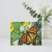 Carte Postale Beau papillon Monarque (Debout devant)